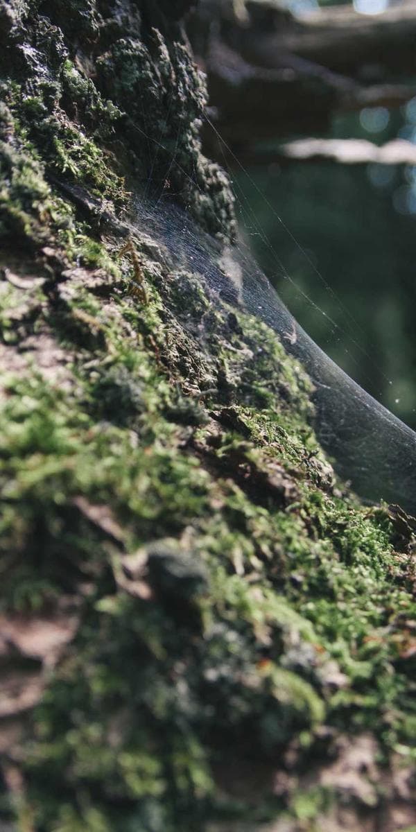 Wedding Invitation Demo